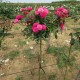 Trandafir copacel  roz Rna